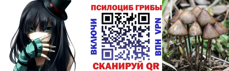 Псилоцибиновые грибы Cubensis  Горно-Алтайск 